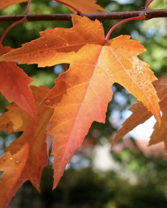 Acer x f. &#39;Sienna Glen&#39;