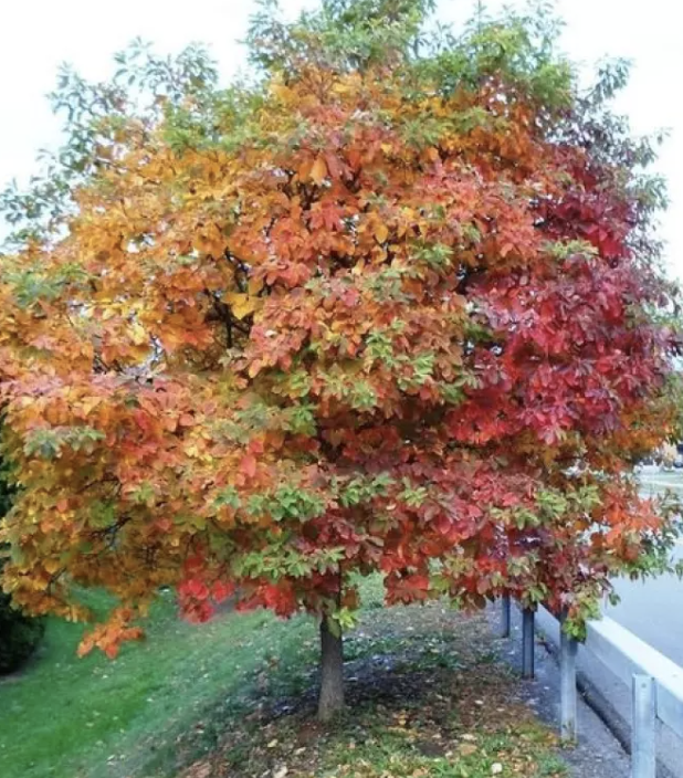 Amelanchier x g. &#39;Autumn Brilliance&#39;