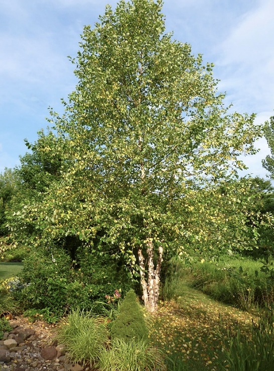 Betula n. 'River Birch' M/S