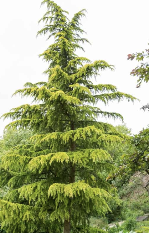 Cedrus d. &#39;Aurea Wells&#39;
