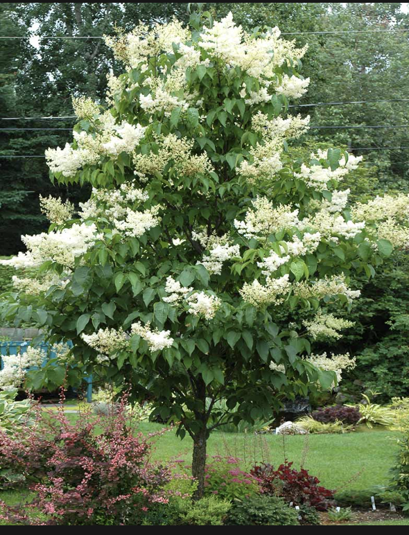 Syringa r. &#39;Ivory Silk&#39;