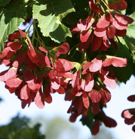 Acer t. &#39;Hot Wings&#39;