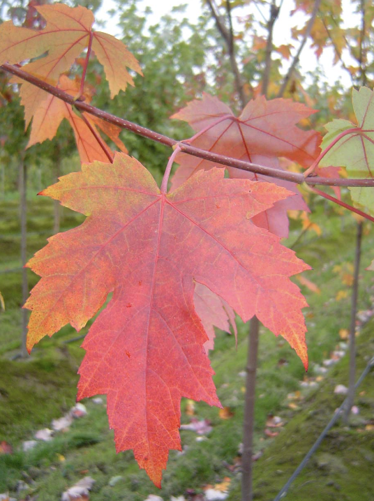 Acer x f. &#39;Autumn Blaze&#39;
