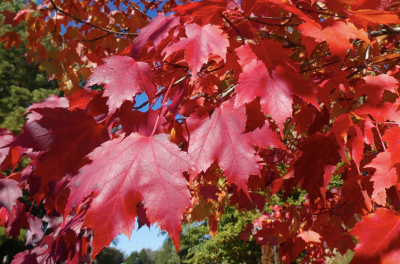 Acer t. &#39;Pacific Sunset&#39;