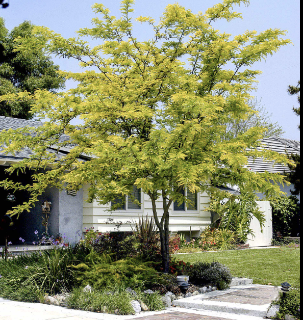 Gleditsia t. &#39;Sunburst&#39;
