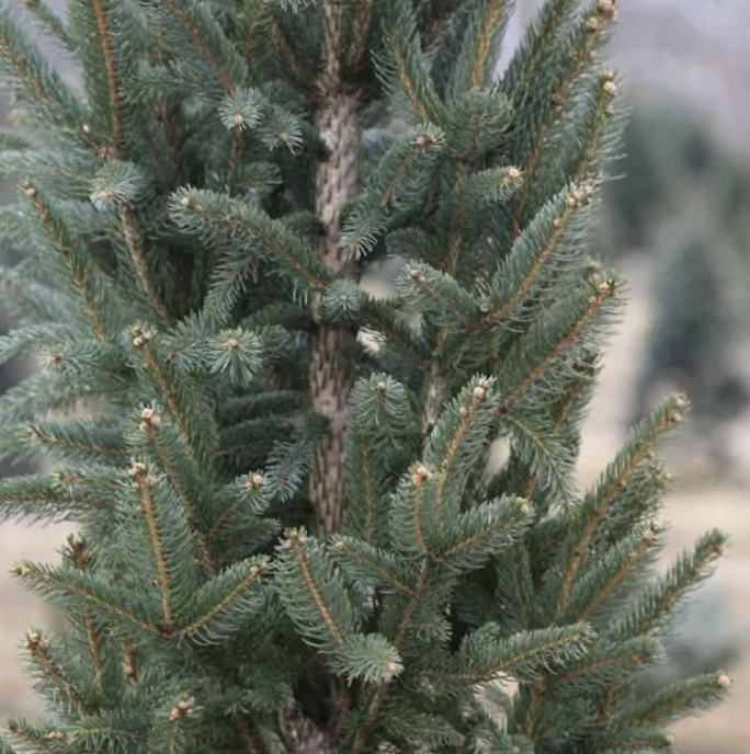 Picea a. &#39;Cupressina&#39;