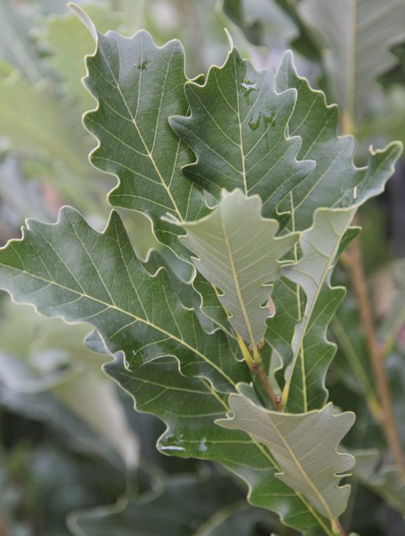 Quercus x &#39;Kindred Spirit&#39;