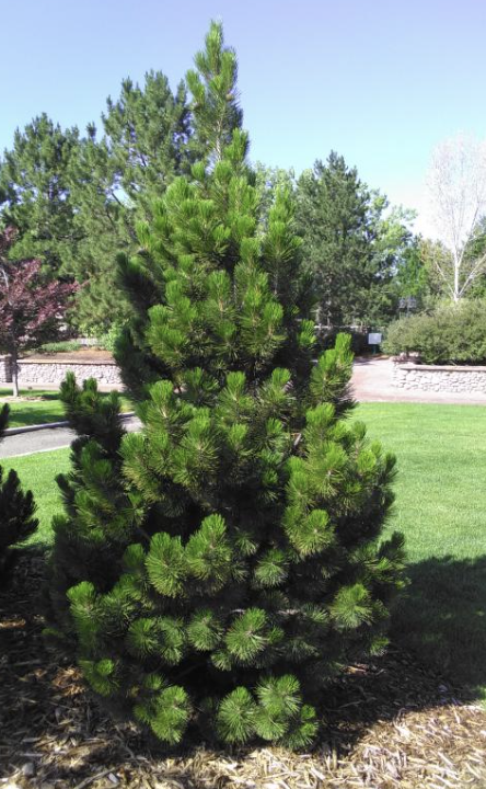 Pinus h. 'Bosnian Pine'