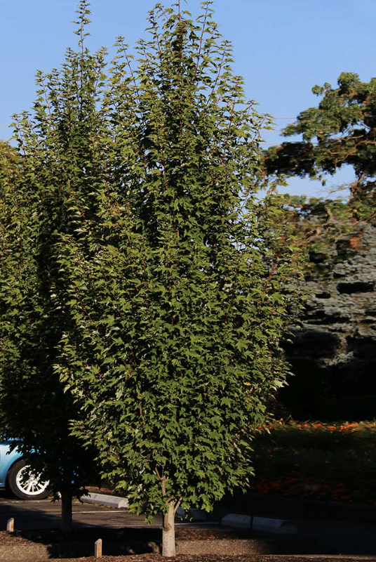 Acer x f. &#39;Armstrong&#39;
