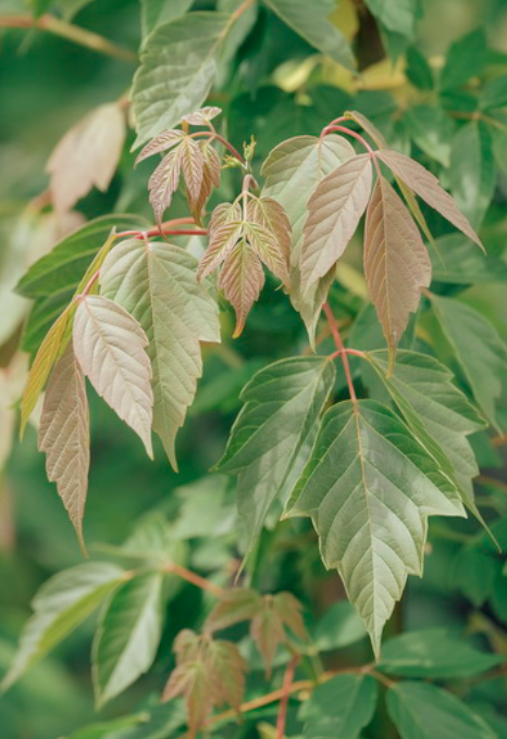 Acer n. &#39;Sensation&#39;