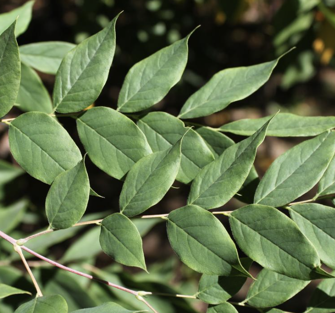 Gymnocladus dio. &#39;Espresso&#39;