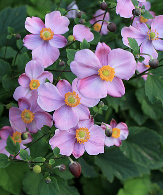 Anemone japonica 'Fall Charm' #1