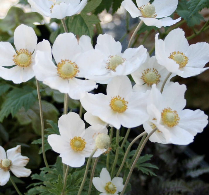 Anemone sylvestris #1