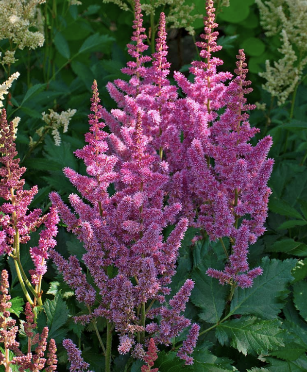 Astilbe chin. 'Visions' #1