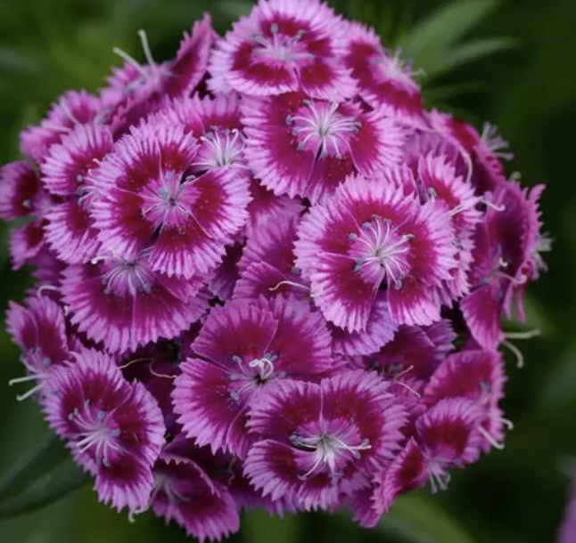 Dianthus barb. 'Sweet Magenta Bicolor' #1