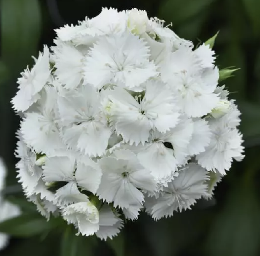 Dianthus barb. 'Sweet White' #1