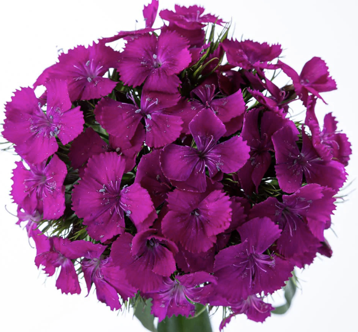 Dianthus b. 'Sweet Neon Purple' #1 Dianthus b. 'Sweet Neon Purple' #1