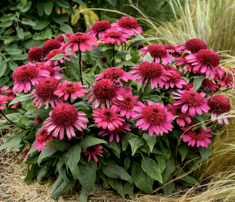 Echinacea 'Double Scoop Raspberry' #1