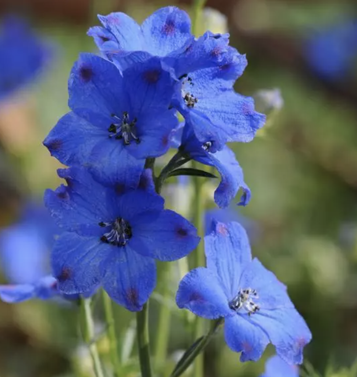 Delphinium 'Diamonds Blue' #1 Delphinium 'Diamonds Blue' #1