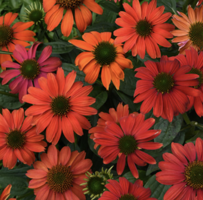 Echinacea 'Artisan Red Ombre' #1