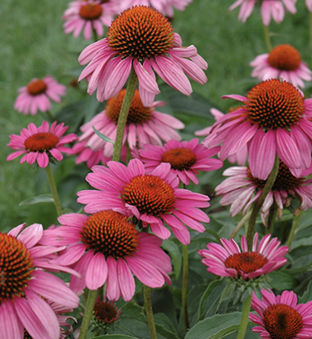 Echinacea &quot;Ruby Star&quot; #1