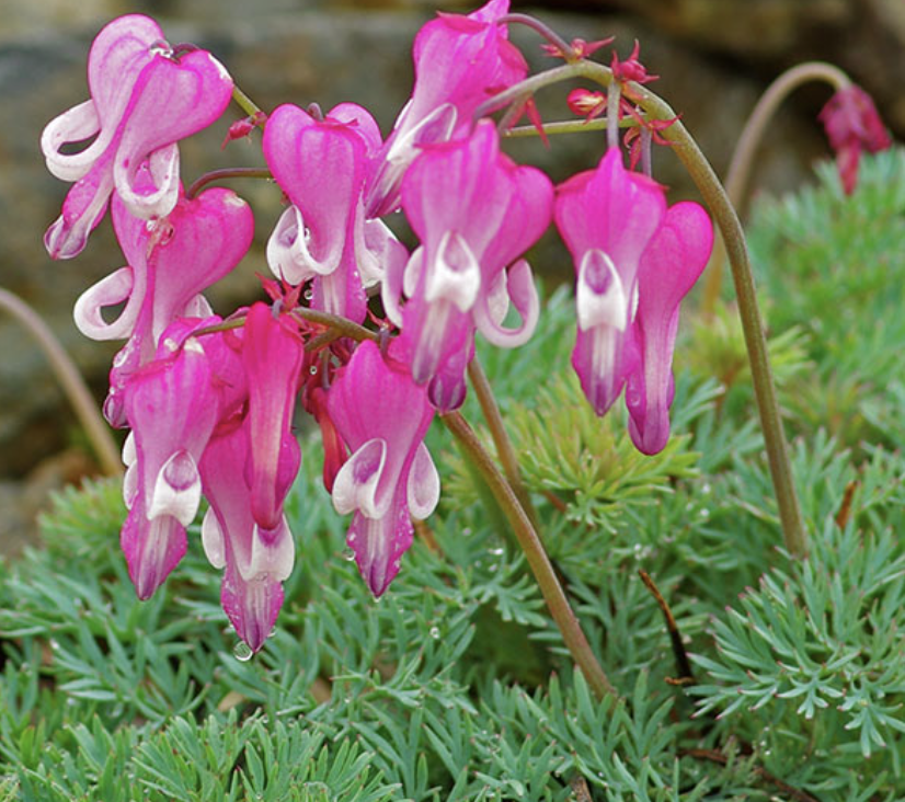 Dicentra 'Luxuriant' #1