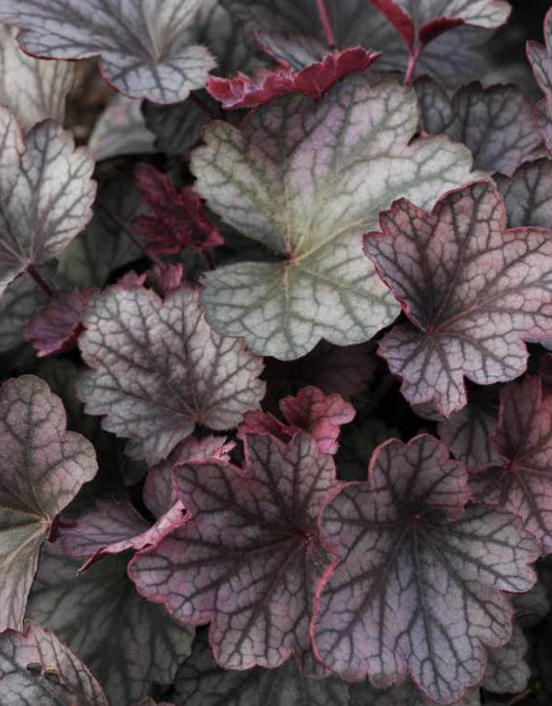 Heuchera Carnival &#39;Rose Granita&#39; #1