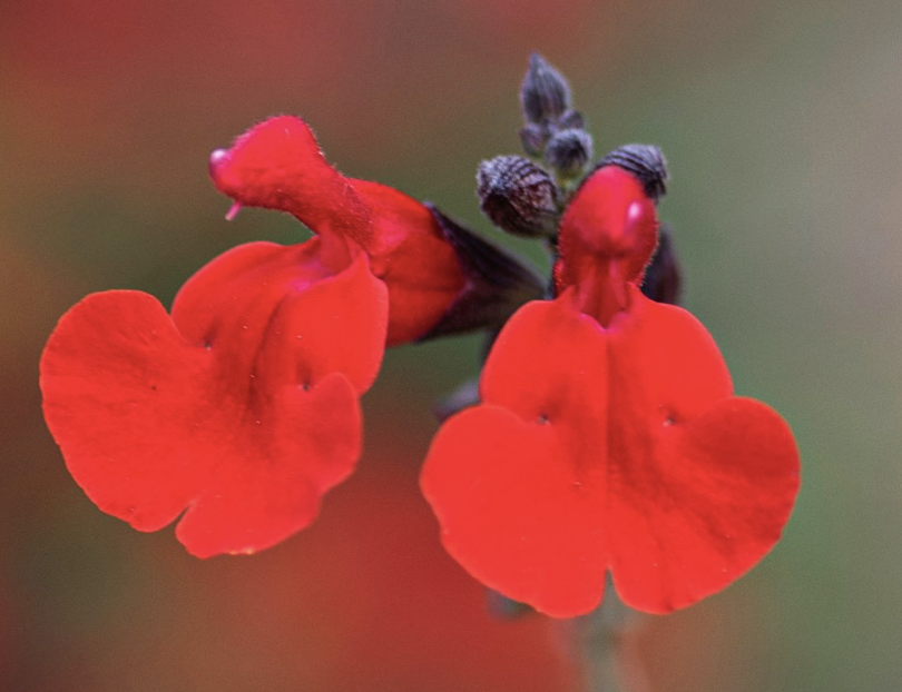 Salvia gre. 'Furman's Red Sage'