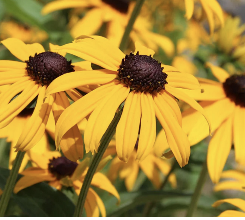  Rudbeckia f. &#39;Goldsturm&#39; #1