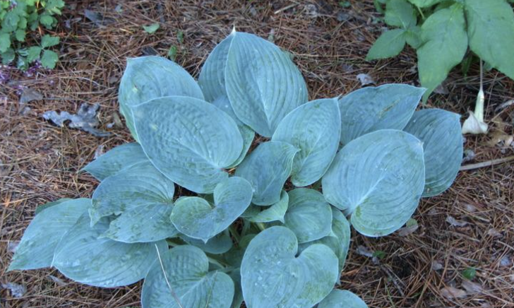 Hosta Blue Hawaii #1