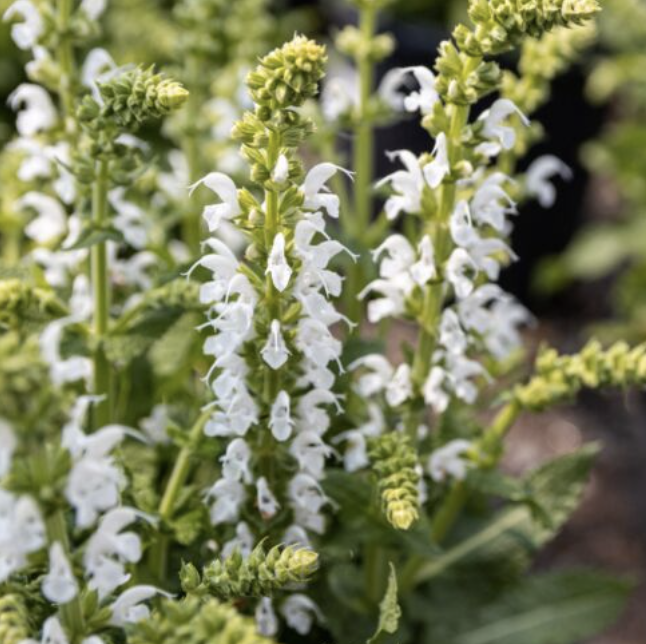 Salvia &#39;White Rain&#39; #1