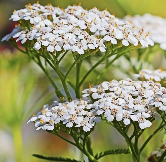 Achillea millefolium