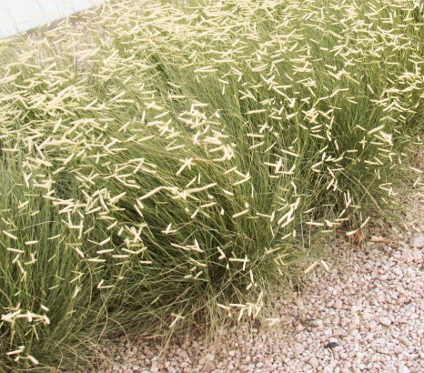 Bouteloua g. 'Blonde Ambition'