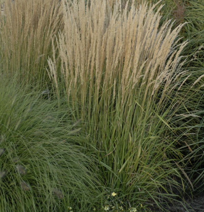 Grass, Calamagrostis x a. &#39;Karl Foerster&#39; #1