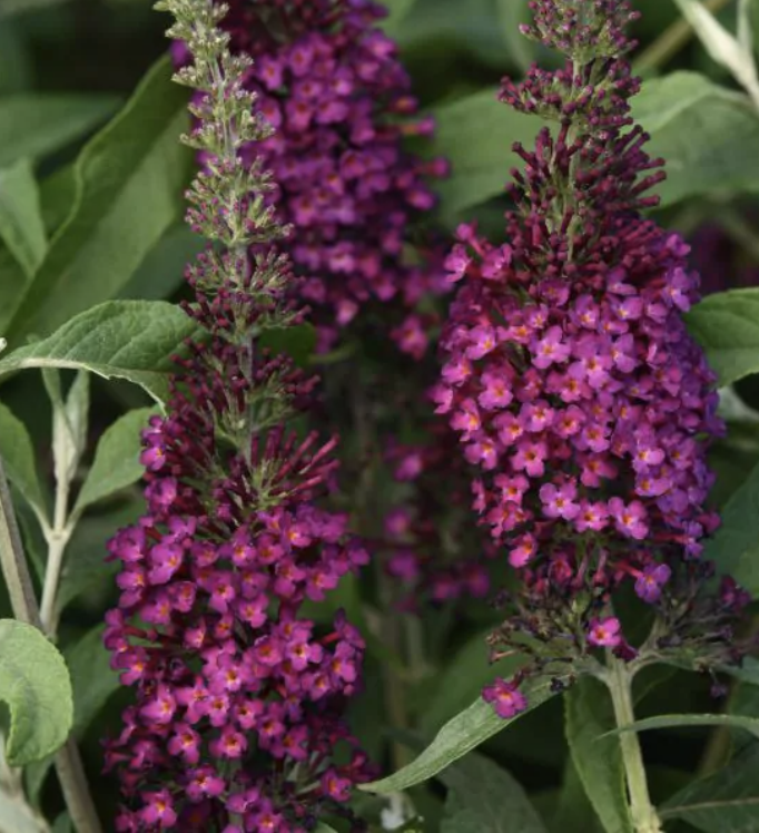 Buddleia &#39;Chrysalis Cranberry&#39;