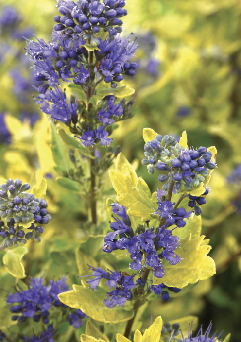 Caryopteris x c. &#39;Gold Crest&#39;