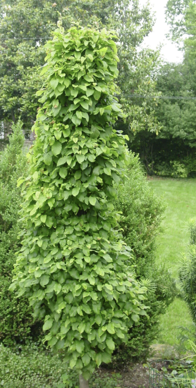 Carpinus b. &#39;Fastigiata&#39;