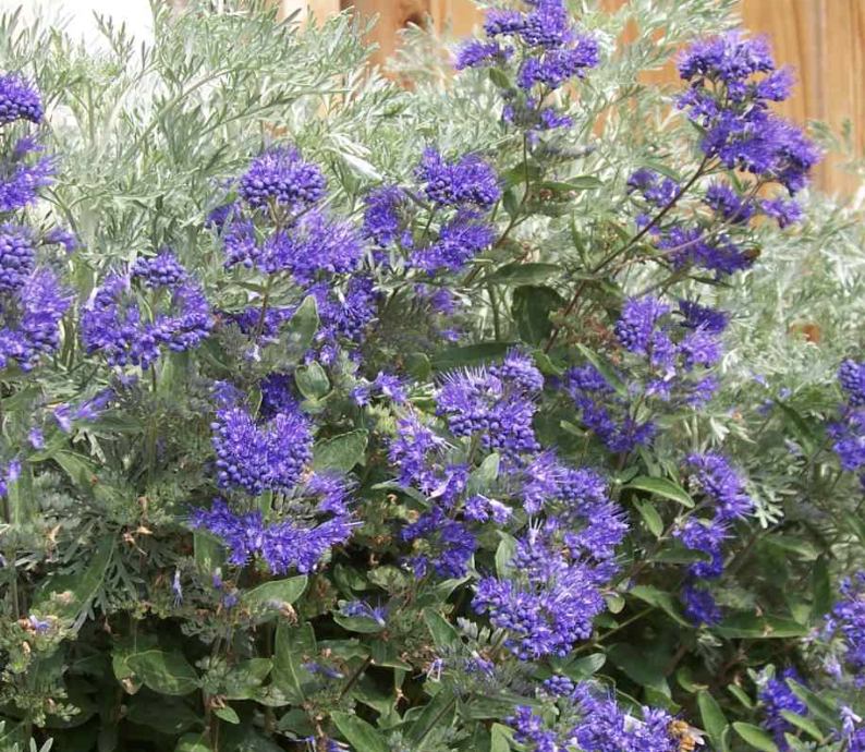 Caryopteris x c. &#39;Dark Knight&#39; 