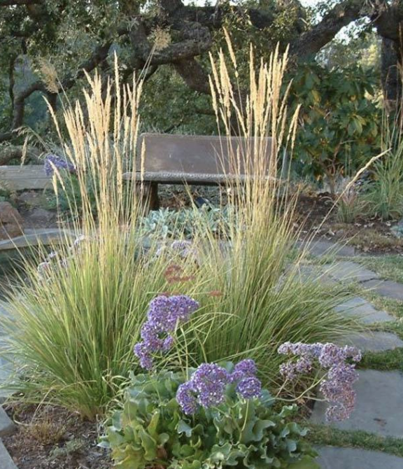 Calamagrostis x a. 'Overdam' #1