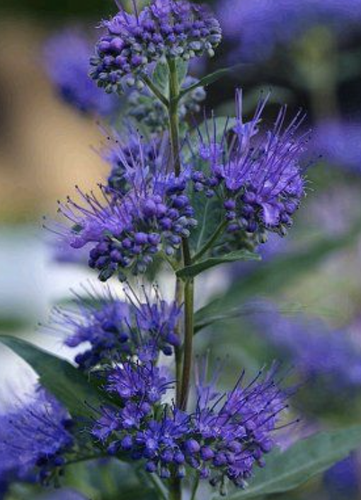 Caryopteris x c. &#39;Blue Mist&#39;