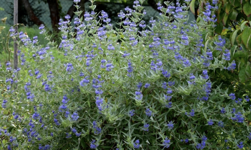 Caryopteris x c. &#39;Longwood Blue&#39;