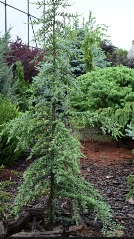 Cedrus d. &#39;Karl Fuchs&#39;