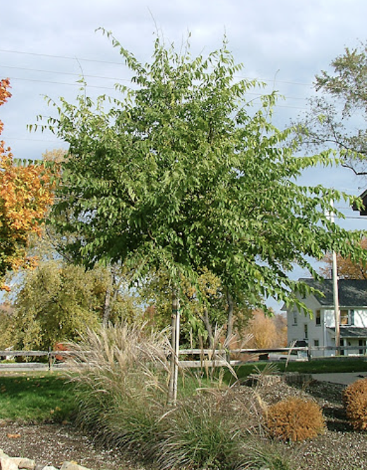 Celtis o. &#39;Common Hackberry&#39;