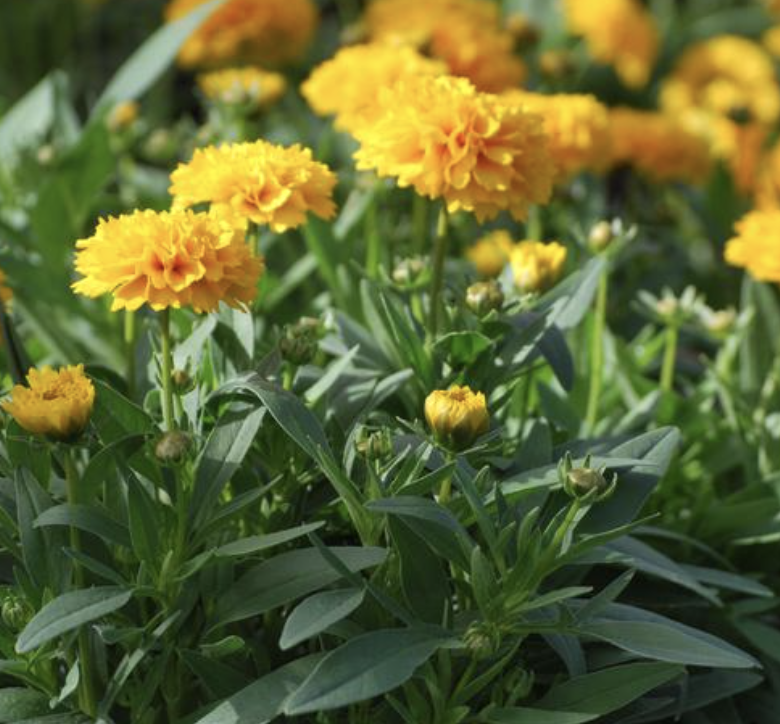 Coreopsis g. &#39;Solanna Golden Sphere&#39;