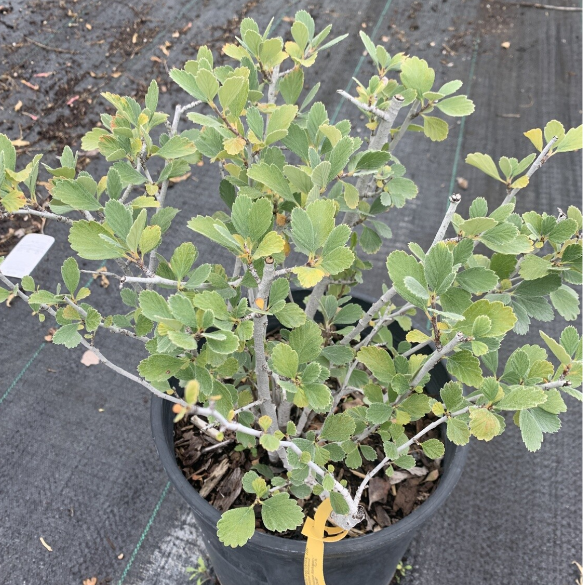 Cercocarpus montanus &#39;Alder Leaf Mountain Mahogany