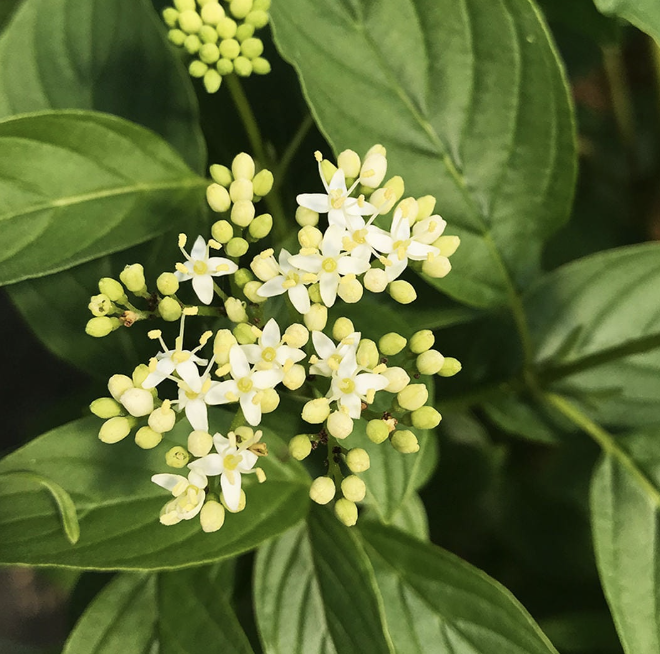 Cornus s. &#39;Arctic Fire&#39;