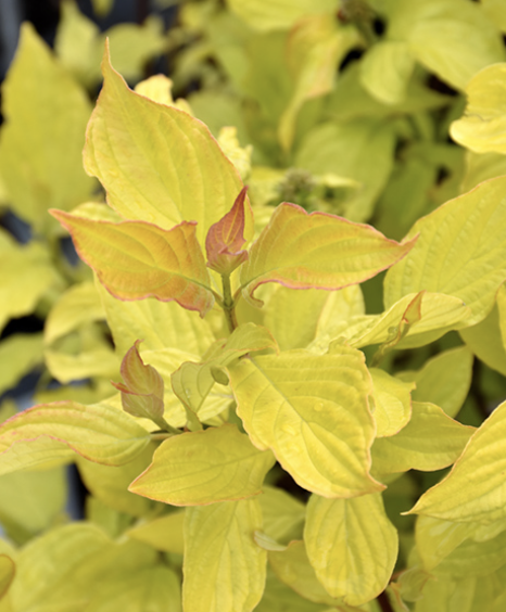 Cornus  a. &#39;Neon Burst&#39;