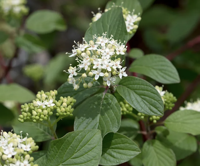 Cornus s. &#39;Baileyi&#39;