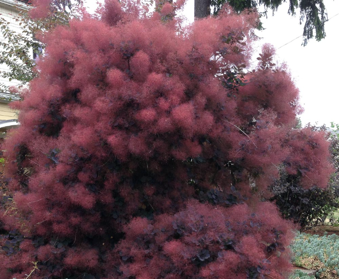 Cotinus c. &#39;Royal Purple&#39;