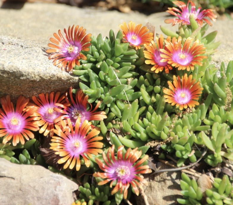 Delosperma x 'Fire Spinner' Delosperma x 'Fire Spinner'
